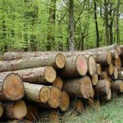 تخصیص پساب برای زراعت چوب در مناطق مستعد