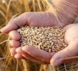 5 همت دیگر به حساب گندمکاران واریز شد