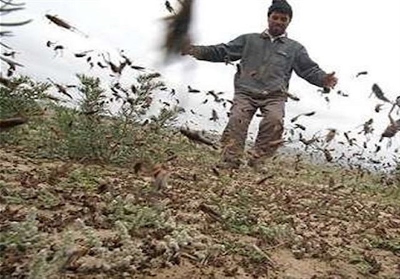 آغاز طرح تبدیل ملخهای آفتزا به خوراک طیور در کشور