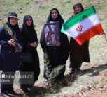 طرح یک میلیارد درخت در نیمه راه؛ بقای نهال‌ها مهم‌تر از آمار کاشت