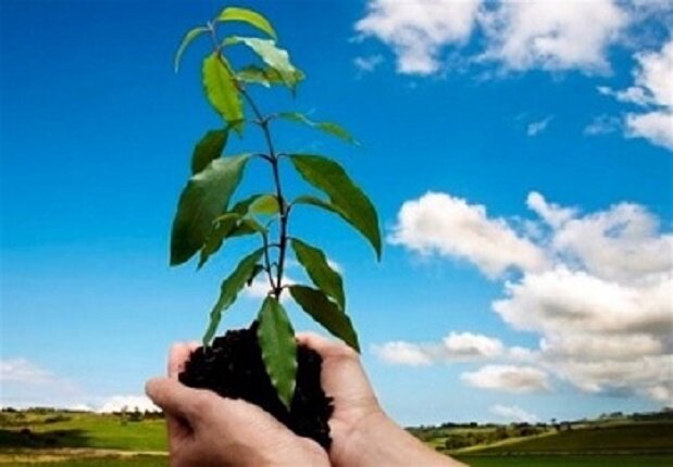 طرح یک میلیارد درخت در نیمه راه؛ بقای نهالها مهمتر از آمار کاشت طرح یک میلیارد درخت در نیمه راه؛ بقای نهالها مهمتر از آمار کاشت