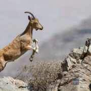 ارزش‌گذاری اقتصادی خدمات اکوسیستمی اصفهان کلید خورد