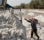 ایران بزرگ‌ترین خریدار پنبه تاجیکستان شد