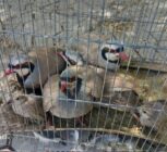اخبار کوتاه محیط‌زیستی اصفهان