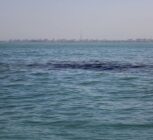 تداوم پاکسازی آلودگی نفتی در سواحل جنوب قشم