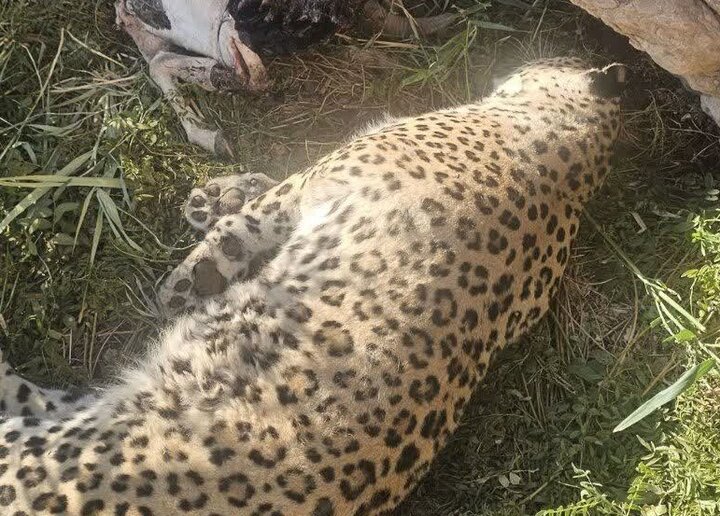 علت مرگ پلنگ عباسآباد مشخص شد