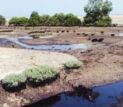 ورود لکه‌های نفتی به محدوده جنگل‌های حرا در روستای نقاشه شهرستان قشم