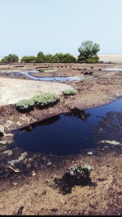 ورود لکههای نفتی به محدوده جنگلهای حرا در روستای نقاشه شهرستان قشم ورود لکههای نفتی به محدوده جنگلهای حرا در روستای نقاشه شهرستان قشم
