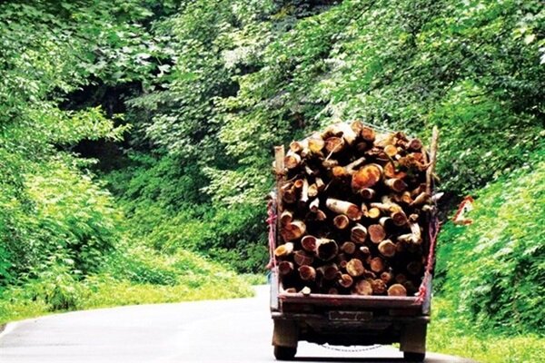 کشف ۲ تن چوب درخت تاغ در کوهپایه اصفهان؛ قاچاقچیها متواری شدند