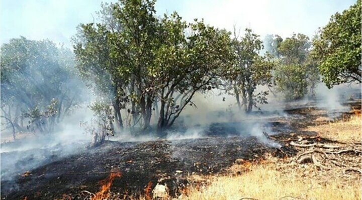 زخم سیاهِ زغال بر تن سبز جنگل؛ ردپای کورهها به بلوطستان رسید زخم سیاهِ زغال بر تن سبز جنگل؛ ردپای کورهها به بلوطستان رسید